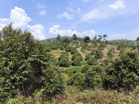 Agriculture Land For Sale at Kuala Kangsar
