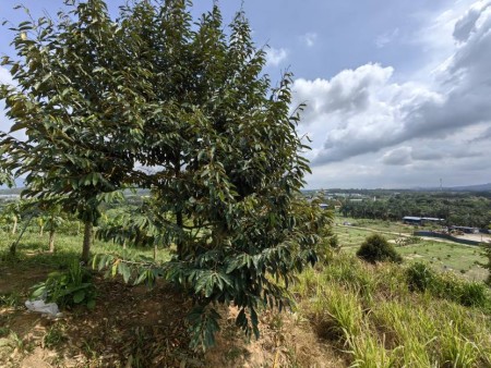 Agriculture Land For Sale at Raub
