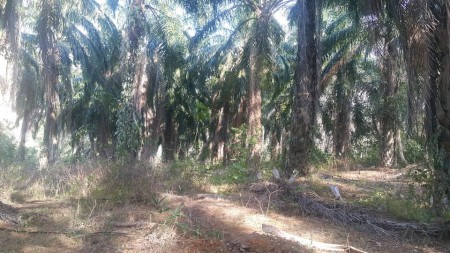 Agriculture Land For Sale at Kuala Kangsar