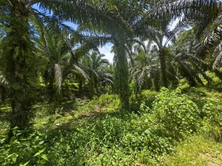 Agriculture Land For Sale at Triang