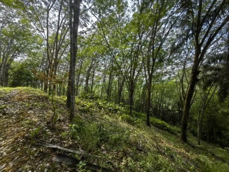 Agriculture Land For Sale at Jerantut