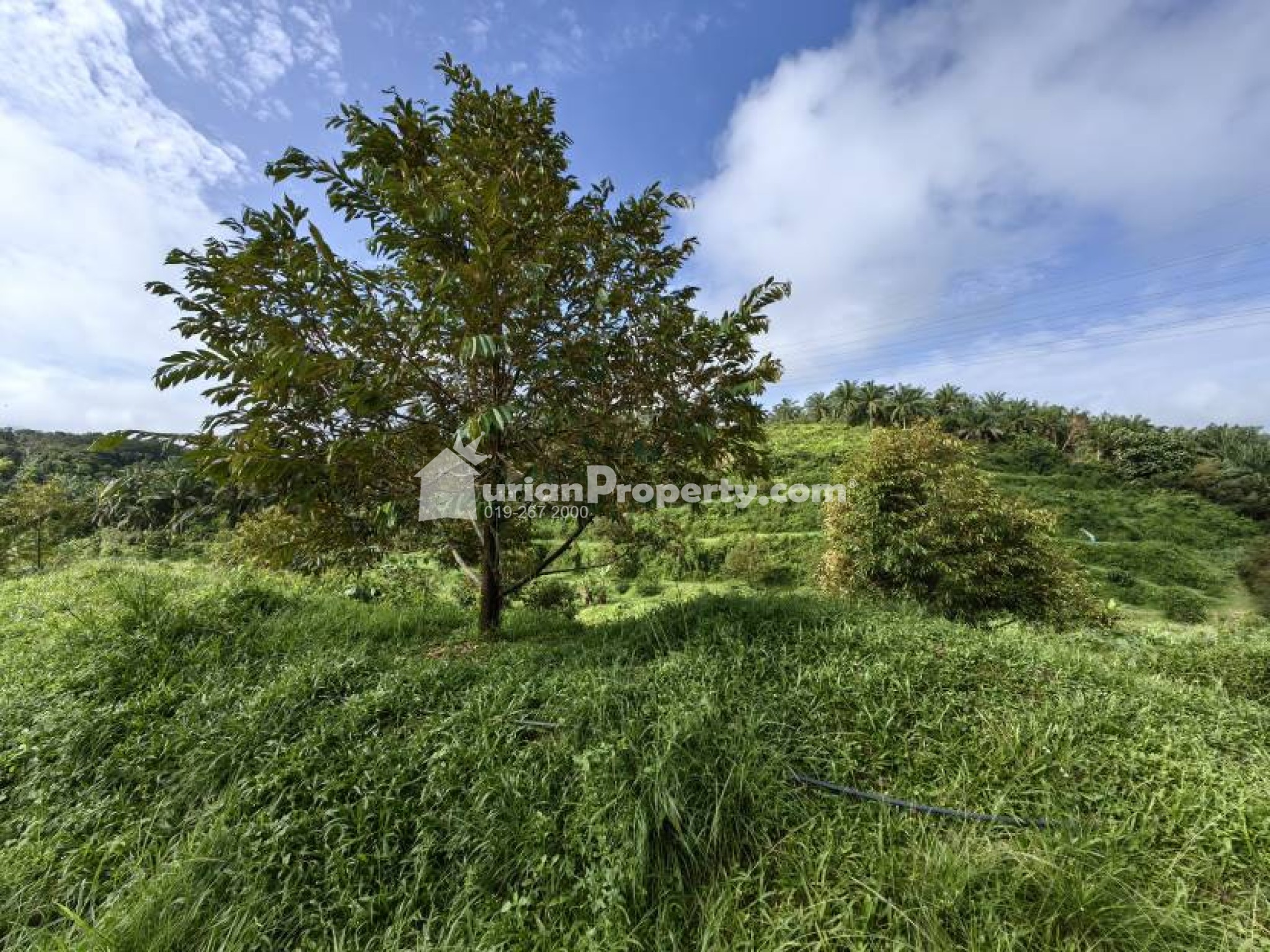 Agriculture Land For Sale at Raub