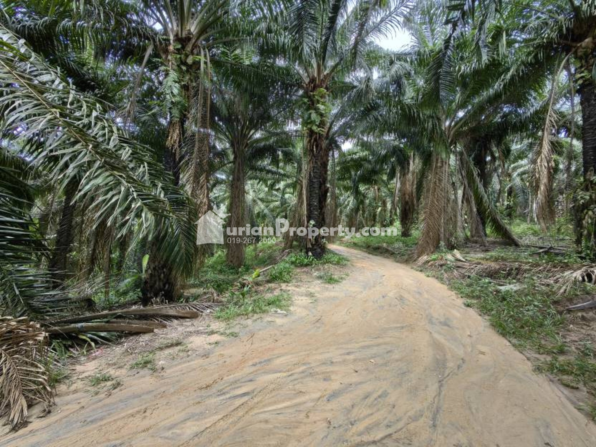 Agriculture Land For Sale at Triang