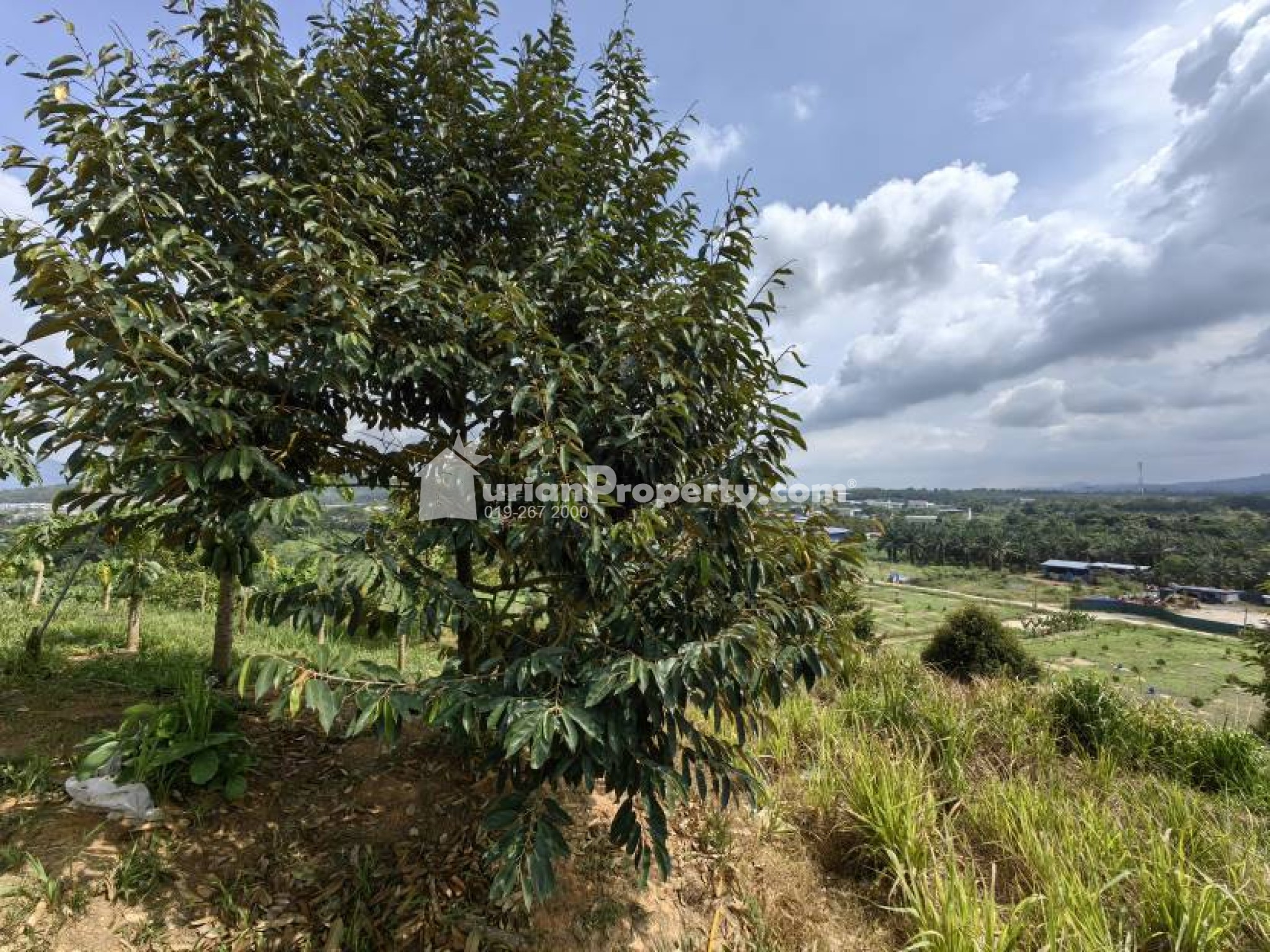 Agriculture Land For Sale at Raub