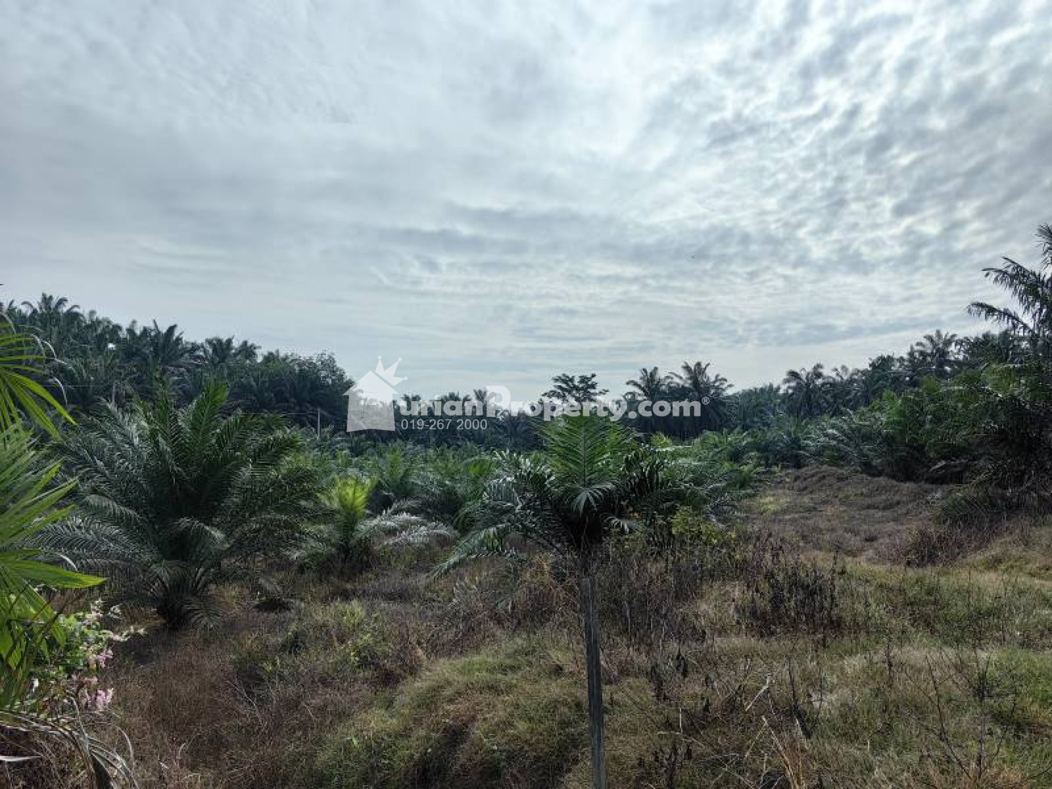Agriculture Land For Sale at Bera