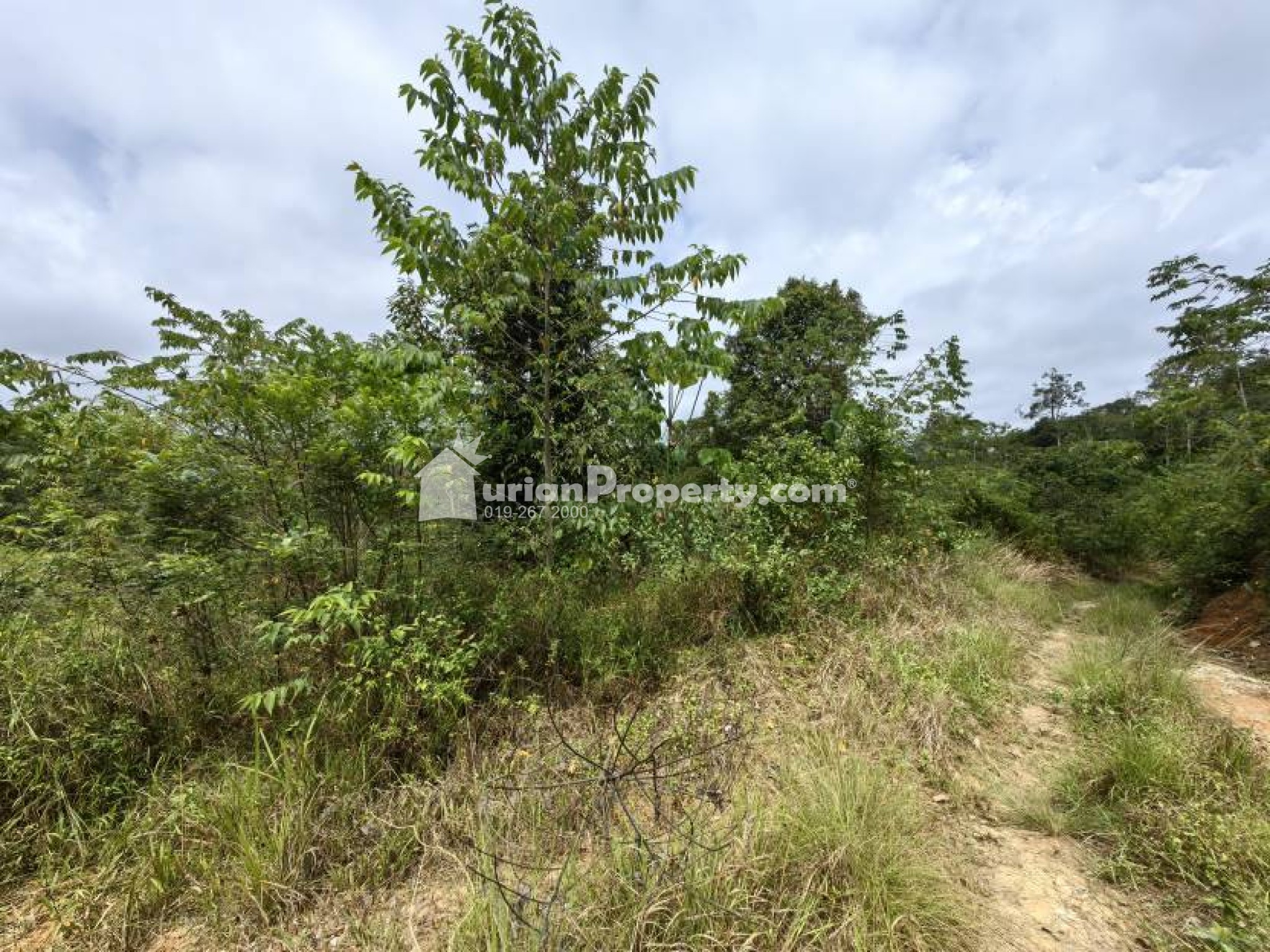 Agriculture Land For Sale at Raub