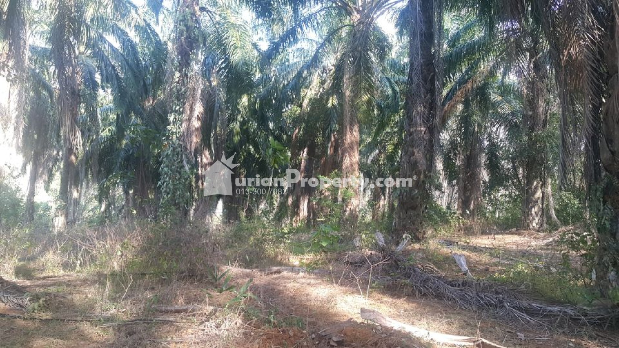 Agriculture Land For Sale at Kuala Kangsar